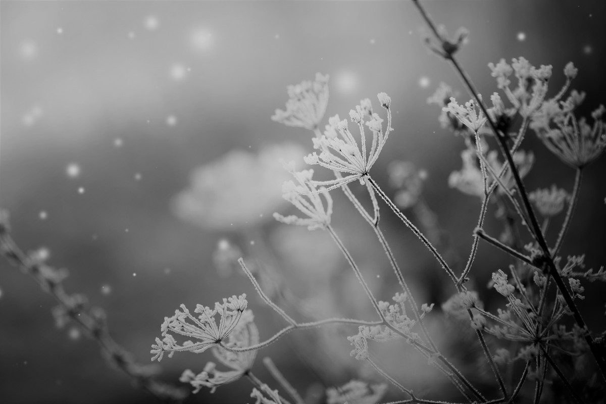 PÉRIODE HIVERNALE